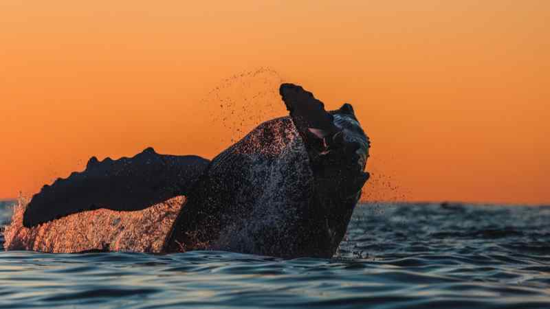 Una ballena sale a la superficie durante un atardecer que ha bañado el cielo de un intenso color naranja. Avistamiento de ballenas en Islandia