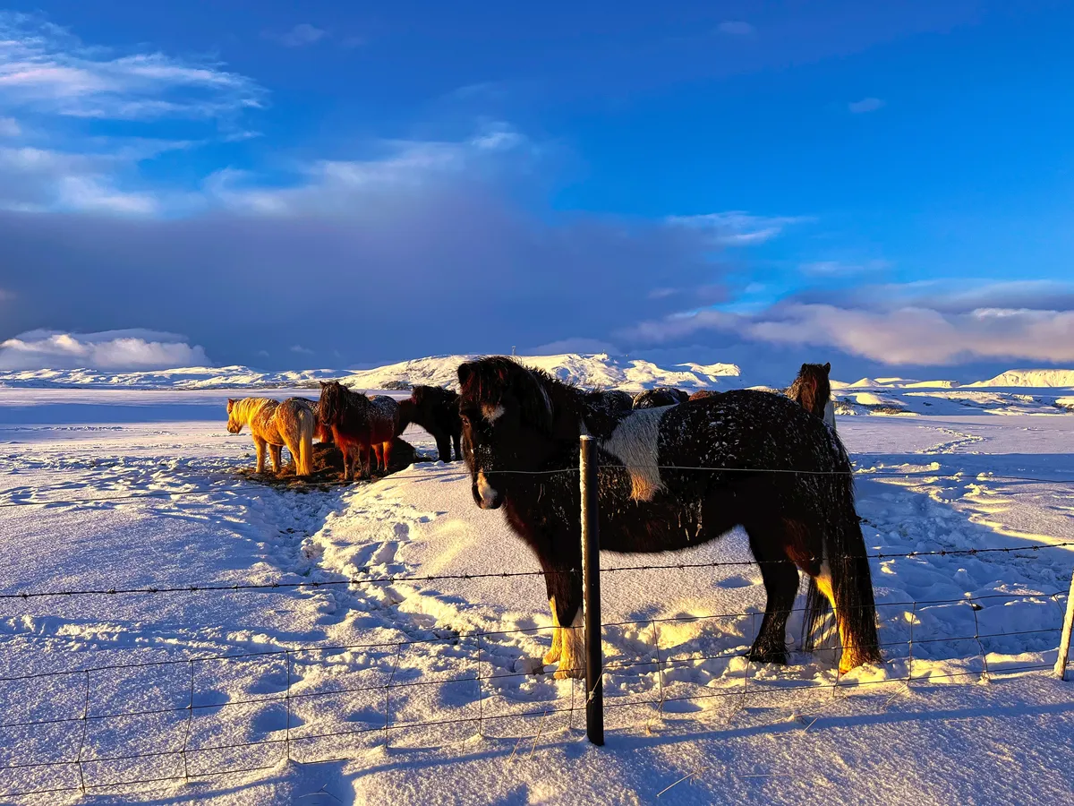 Explorar a caballo los terrenos accidentados de Islandia en julio, bajo el resplandor del sol de medianoche.