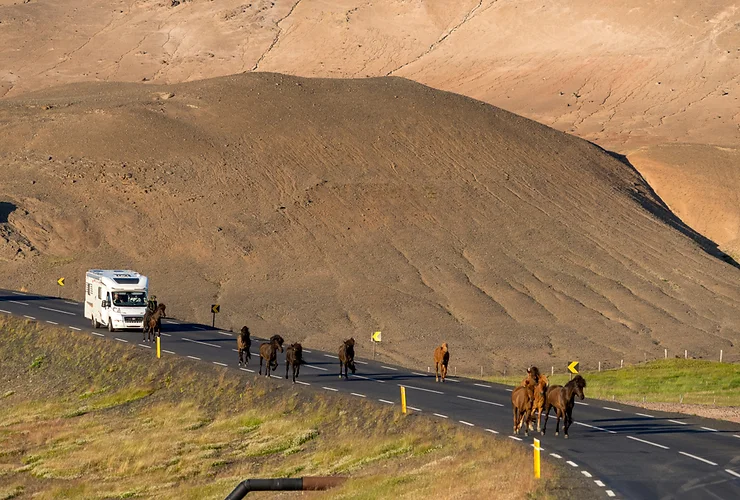 Planificar tu ruta por Islandia en Una camper blanca circula por una carretera asfaltada islandesa donde tambi&eacute;n caminan varios caballos marrones por la calzada, obligando a esta a reducir la velocidad durante un d&iacute;a soleado.