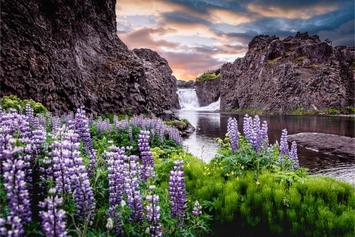 Bonitos lupinos en el paisaje de Islandia durante la primavera